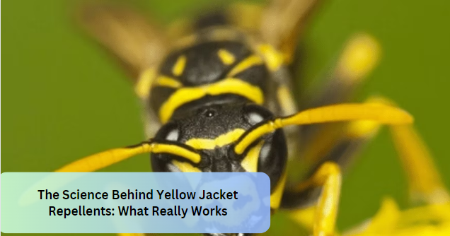 The Science Behind Yellow Jacket Repellents: What Really Works